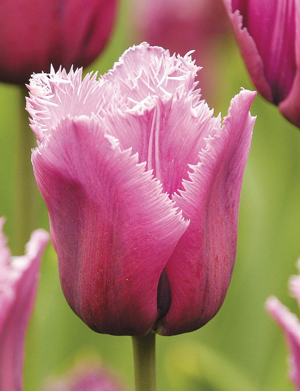 Fringed Tulip Louvre