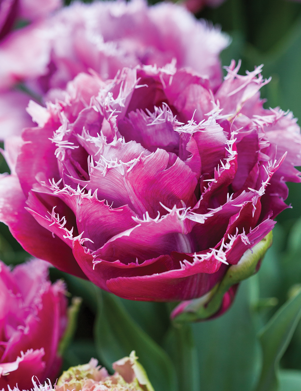 Double Fringed Tulip 'Mascotte'