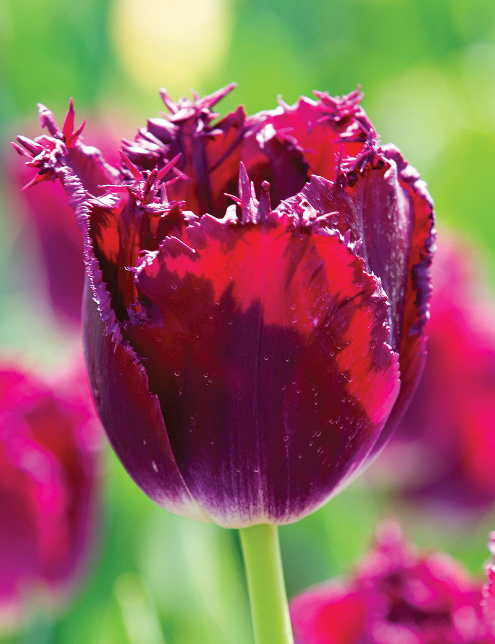 Fringed Tulip 'Purple Crystal'