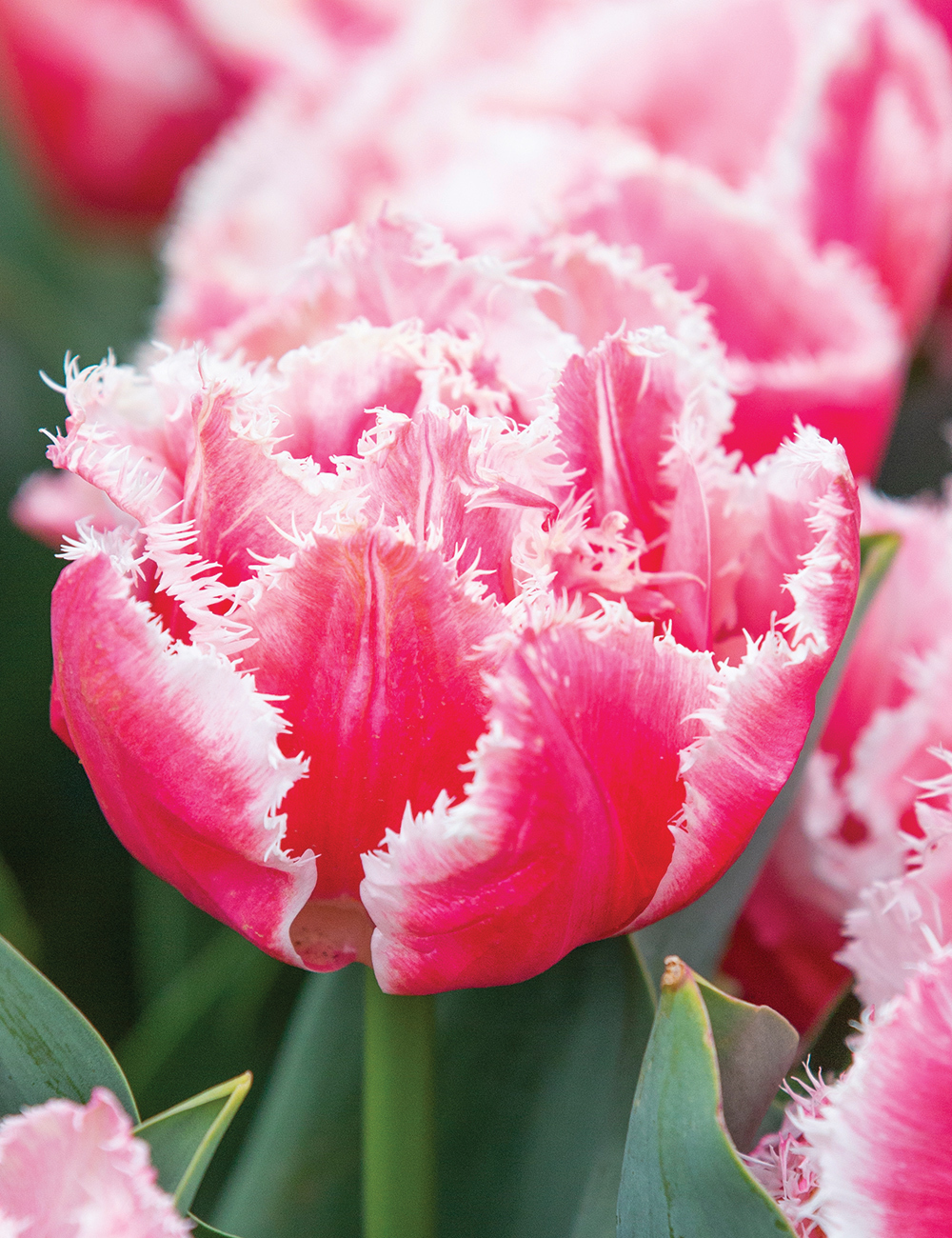 BULK BUY Double Fringed Tulip 'Queensland'