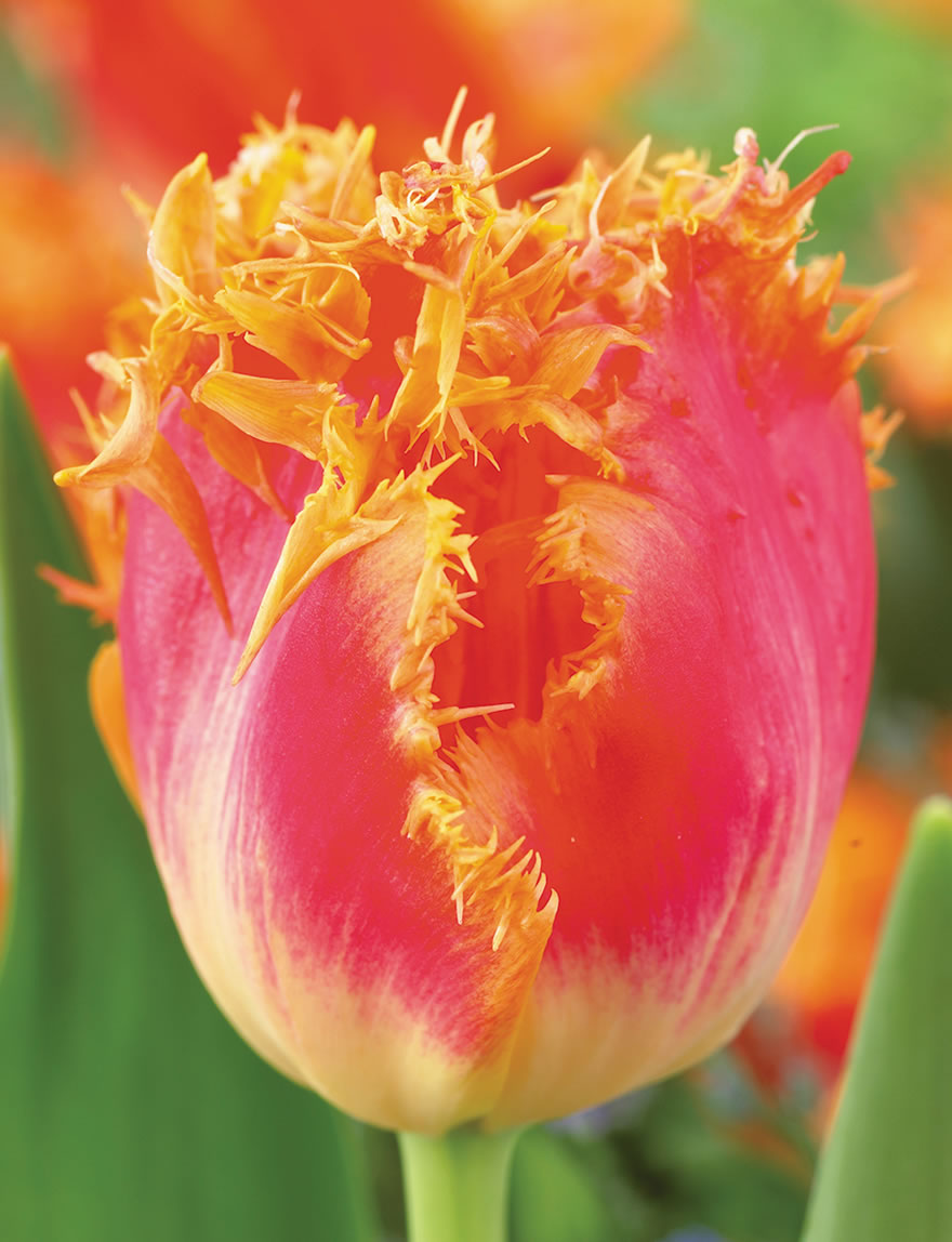 Fringed Tulip Real Time