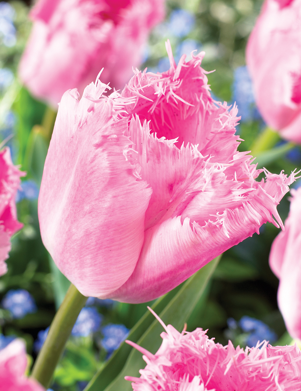 Fringed Tulips Santander