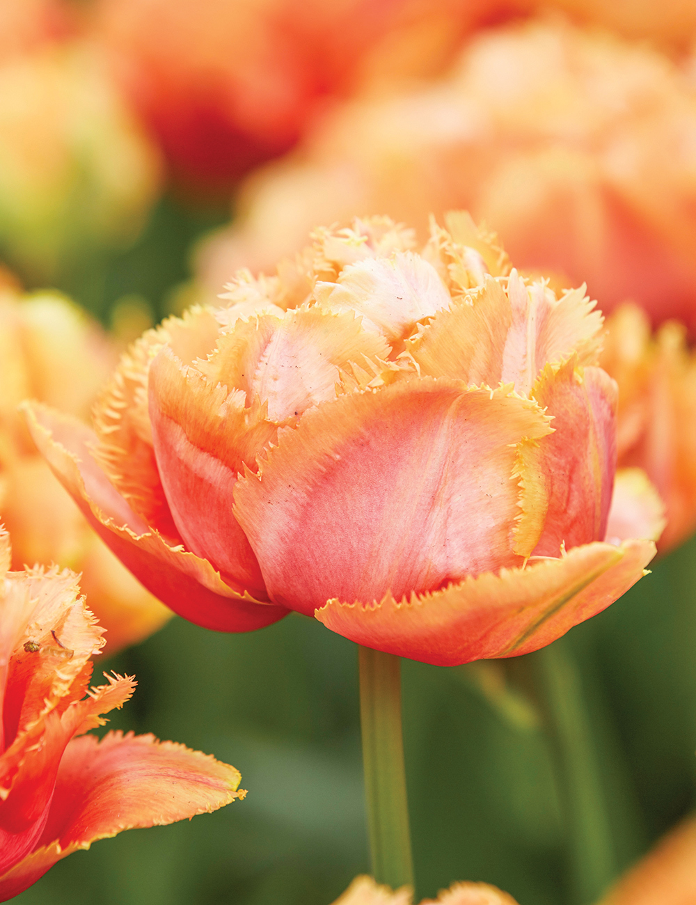 Double Fringed Tulip 'Sensual Touch'