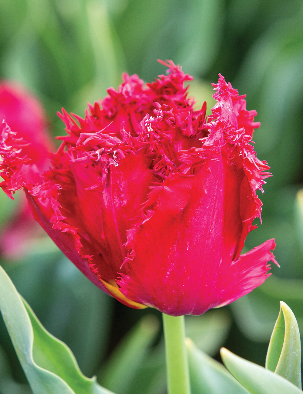 Fringed Tulip 'Versace'