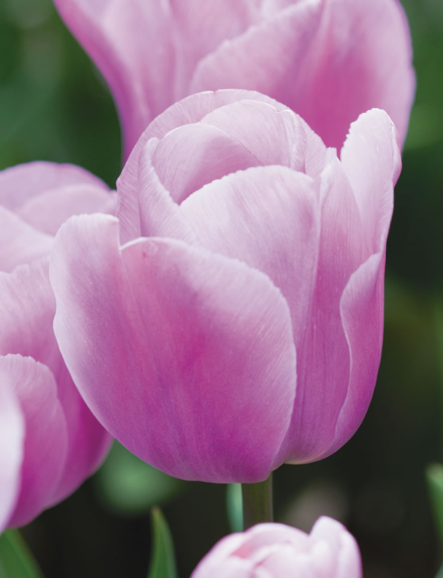 Tulip Alibi