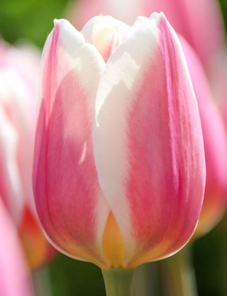 Garden Tulips Apricot Delight