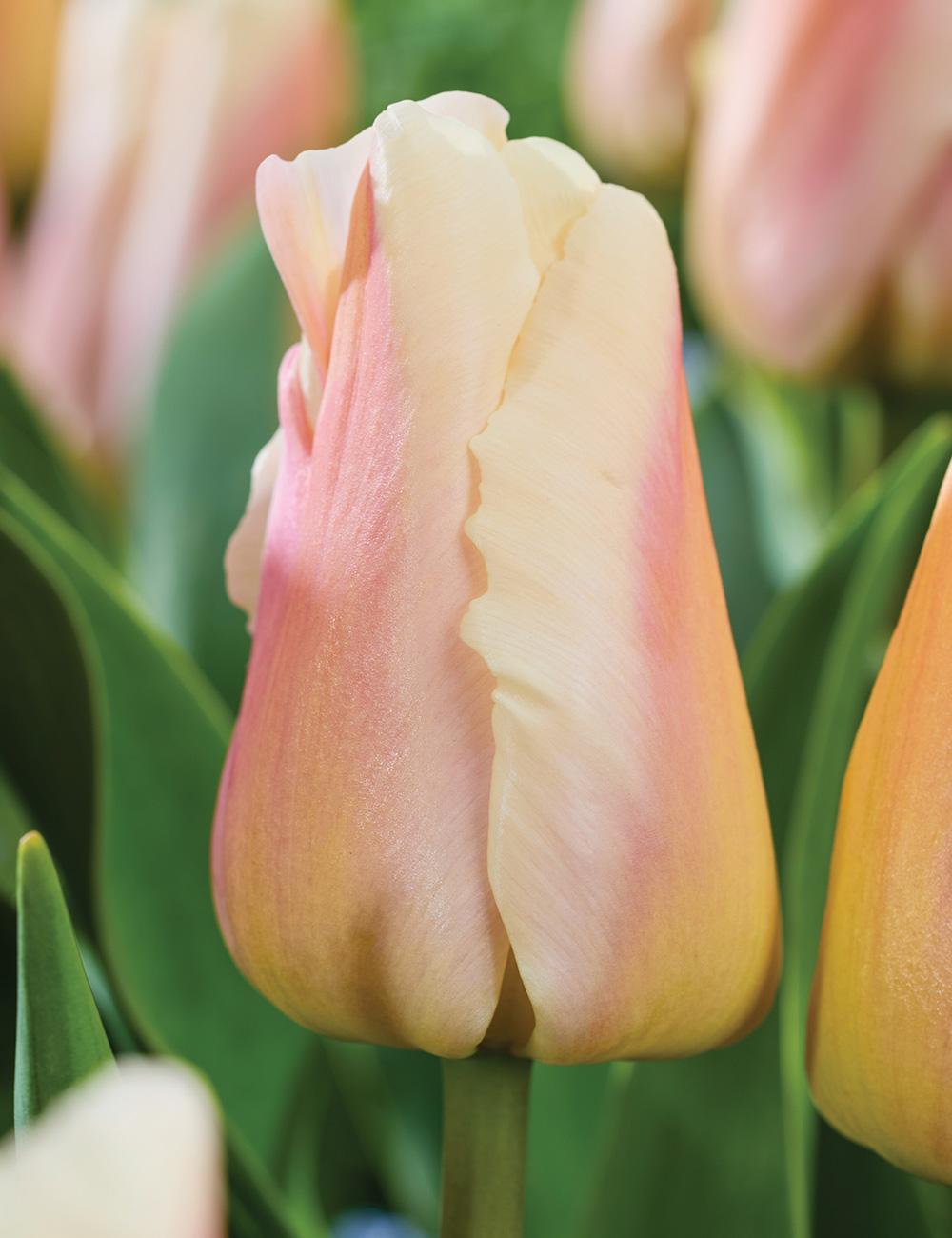 Tulip Apricot Pride