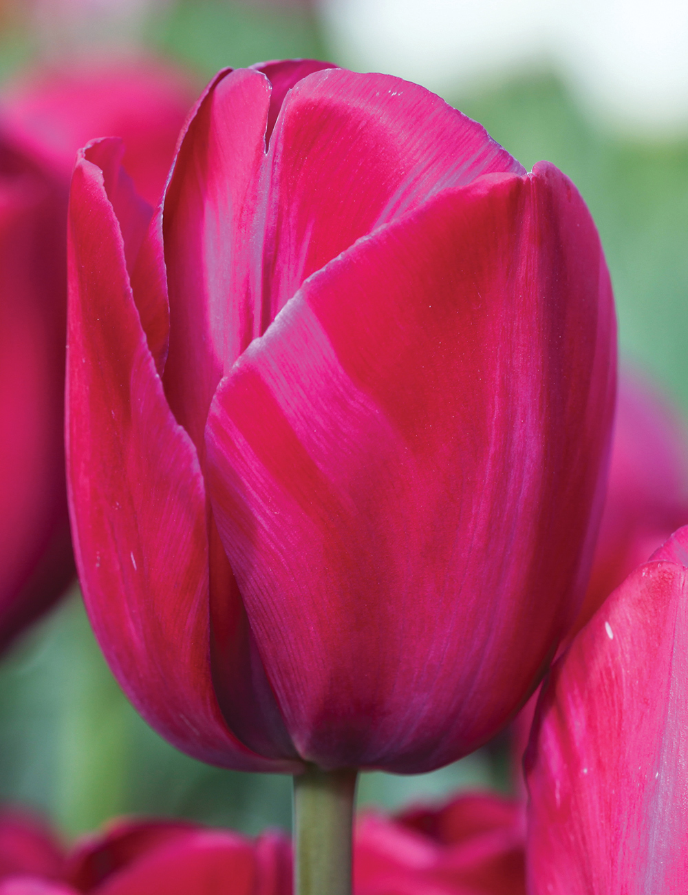 Tulip 'Attila Graffiti'