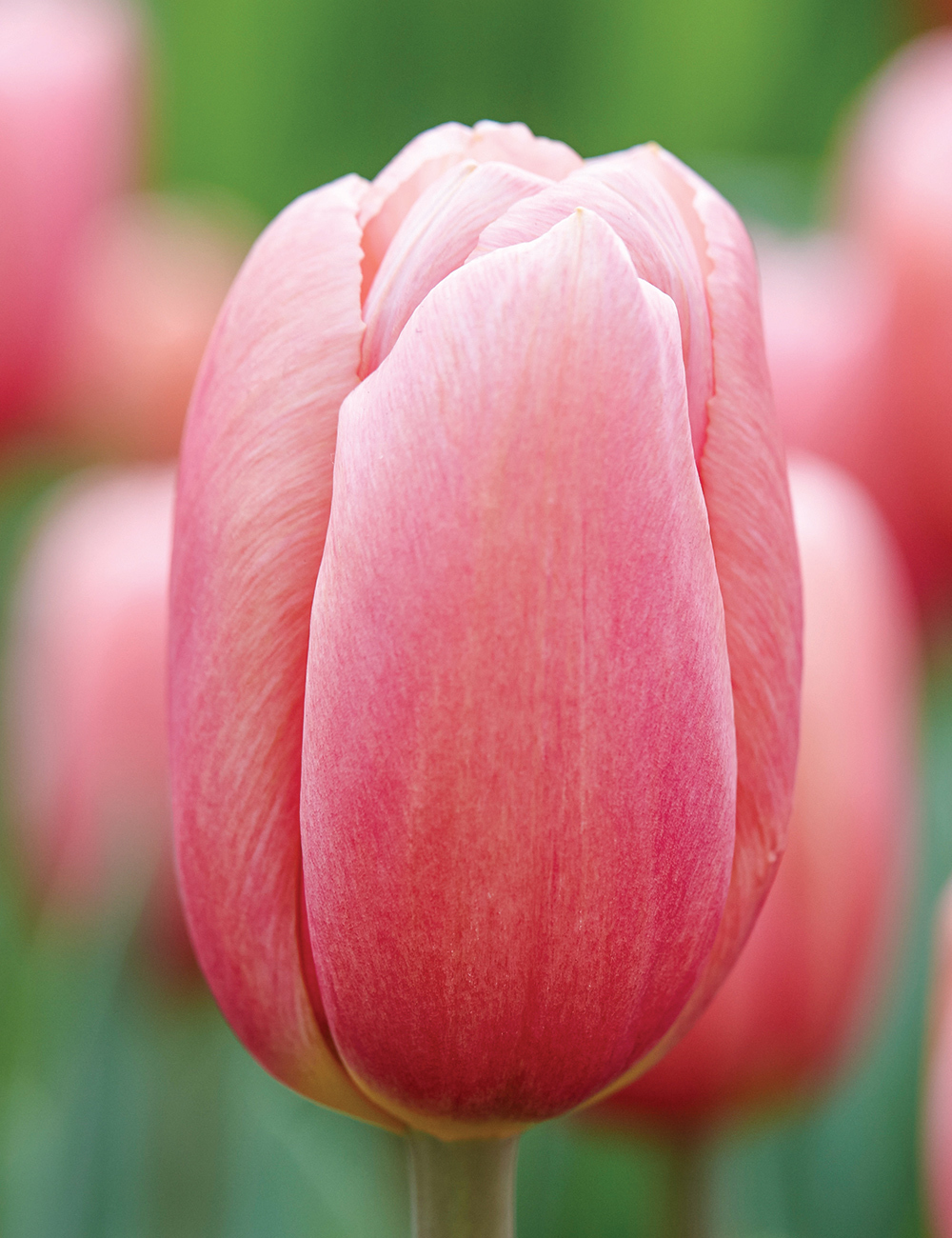 Tulip 'Ace Pink'