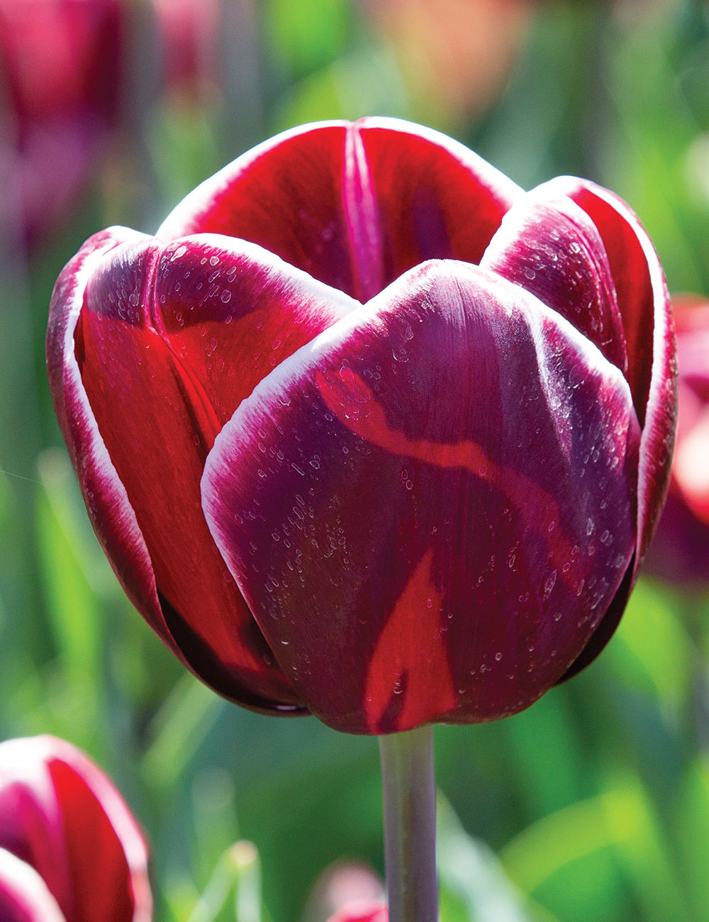 Tulip 'Armani'