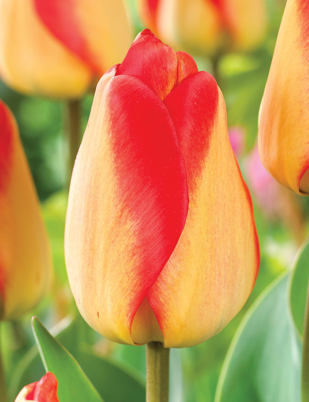 Tulip 'American Dream'