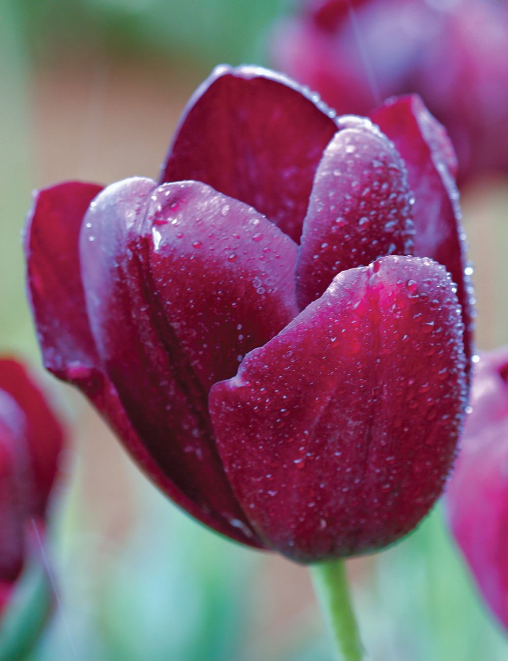 Tulip 'Black Jack'