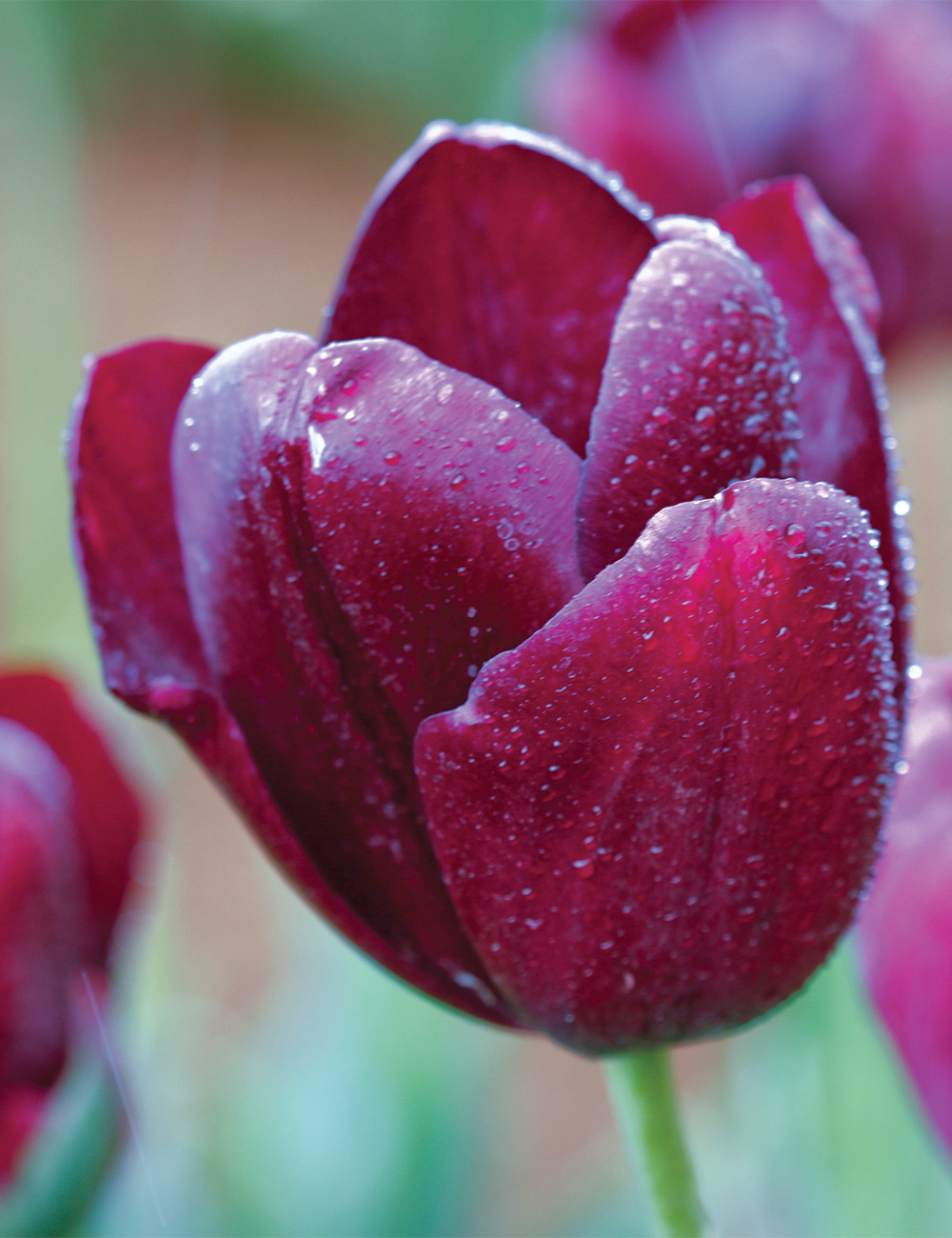 Tulip 'Black Jack'