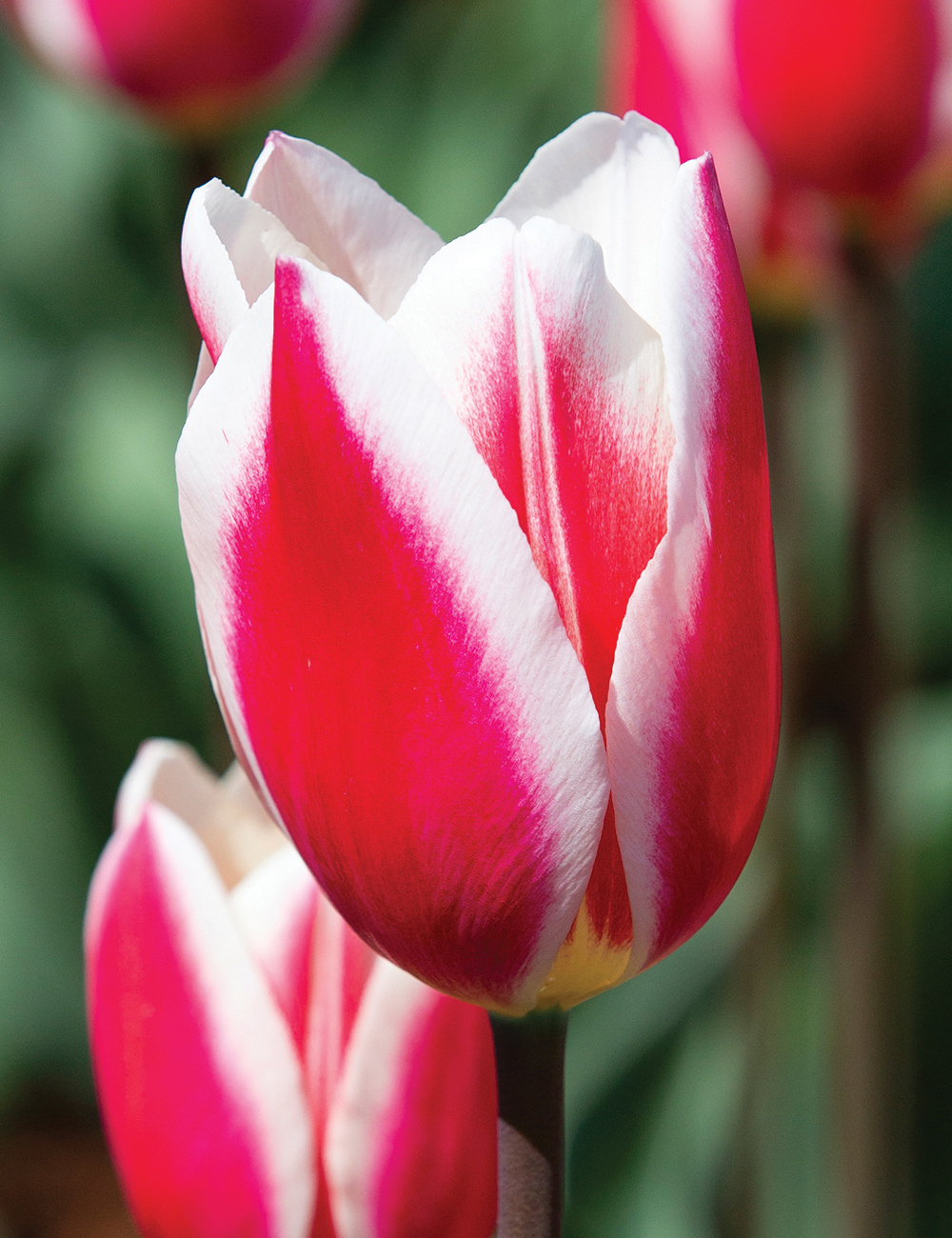 Magniflora Tulip 'Candy Apple Delight'