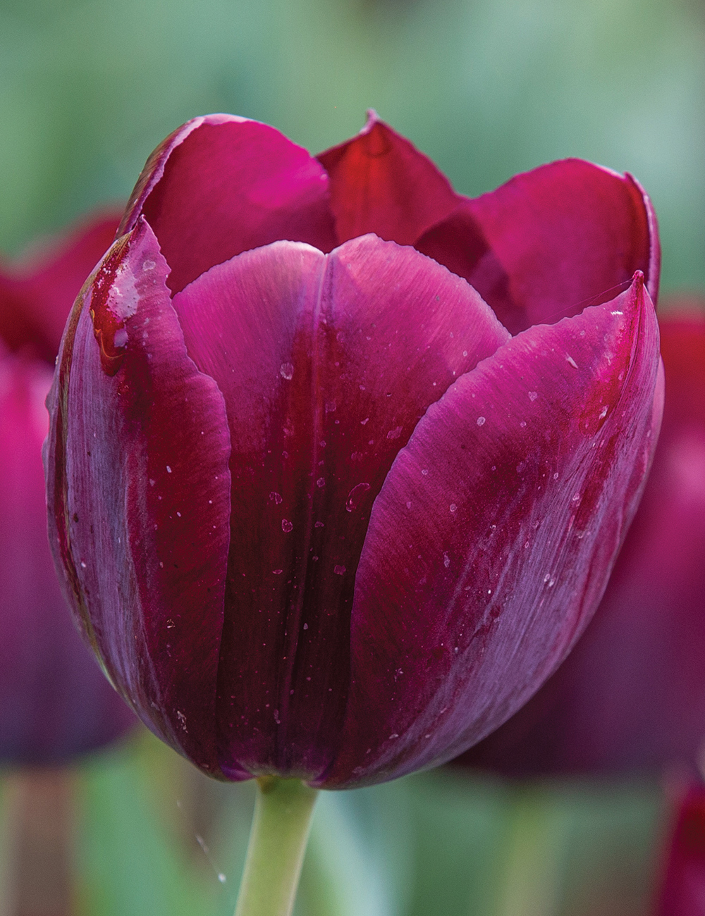 Tulip 'Continental'