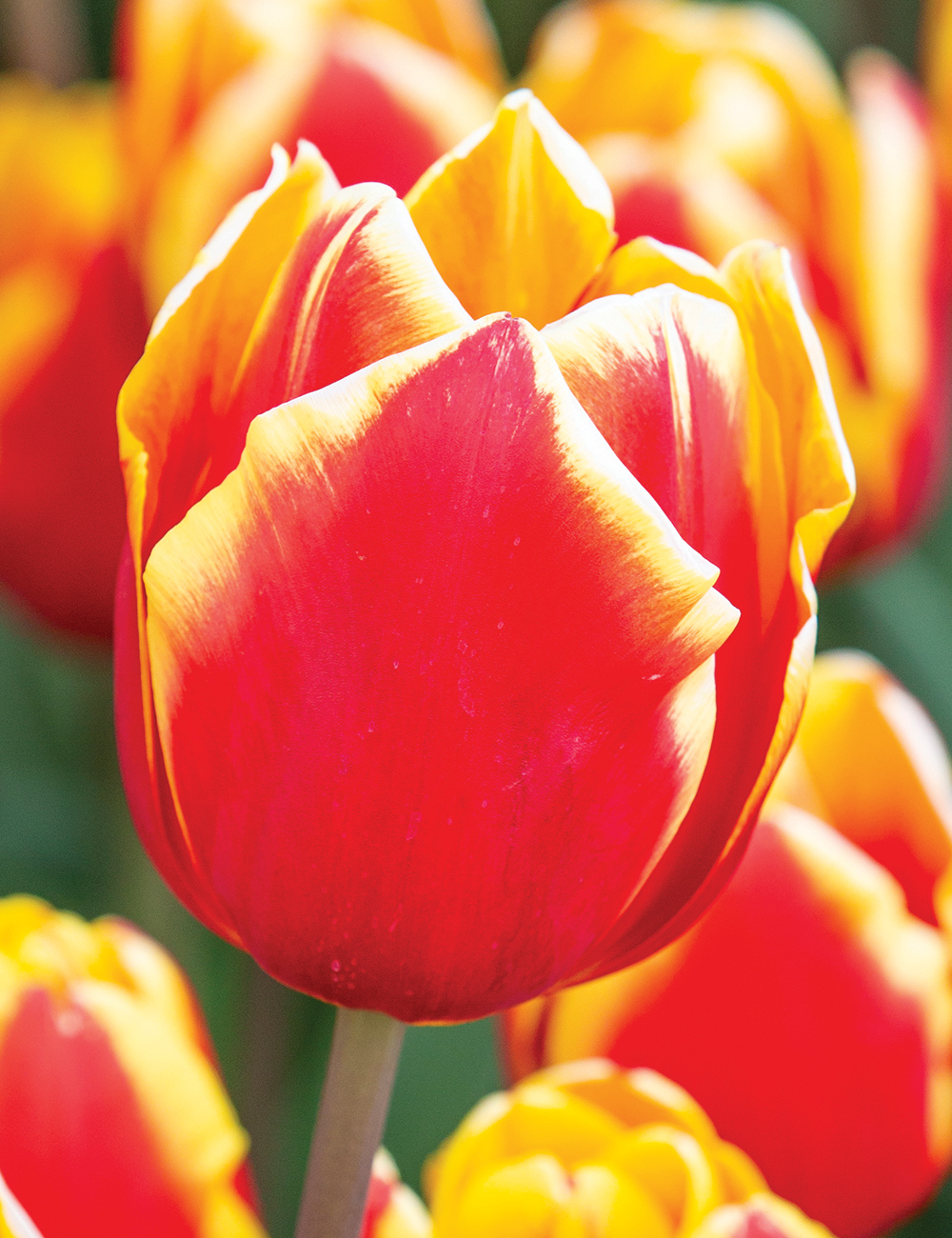 Tulip 'Choice'