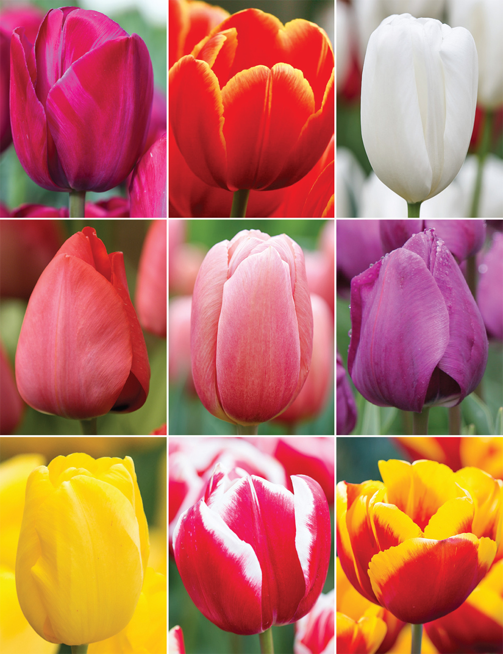 Tried and Tested Tulips Collection