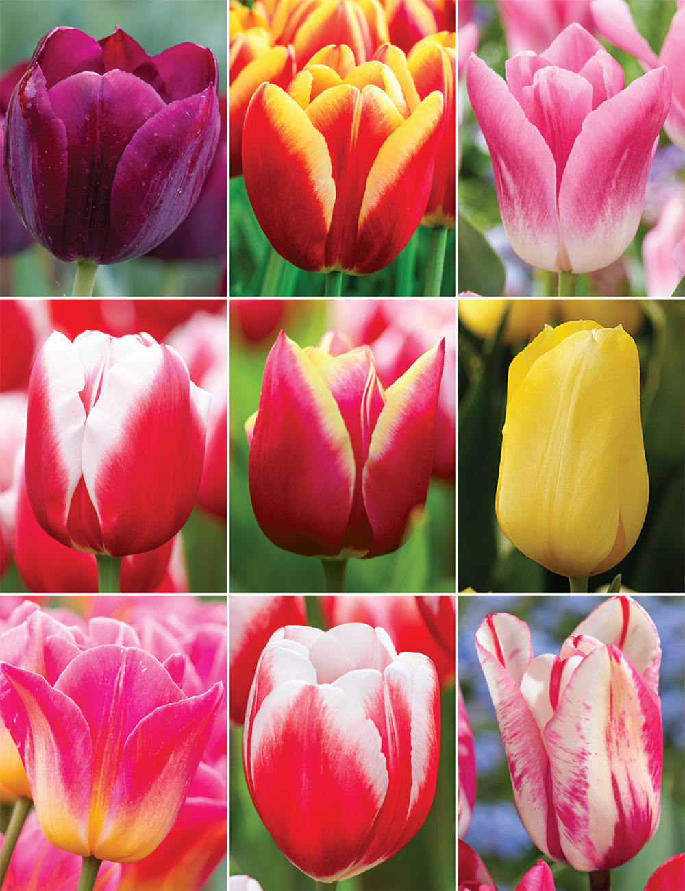 Our Top Nine Tulips (reduced) Collection