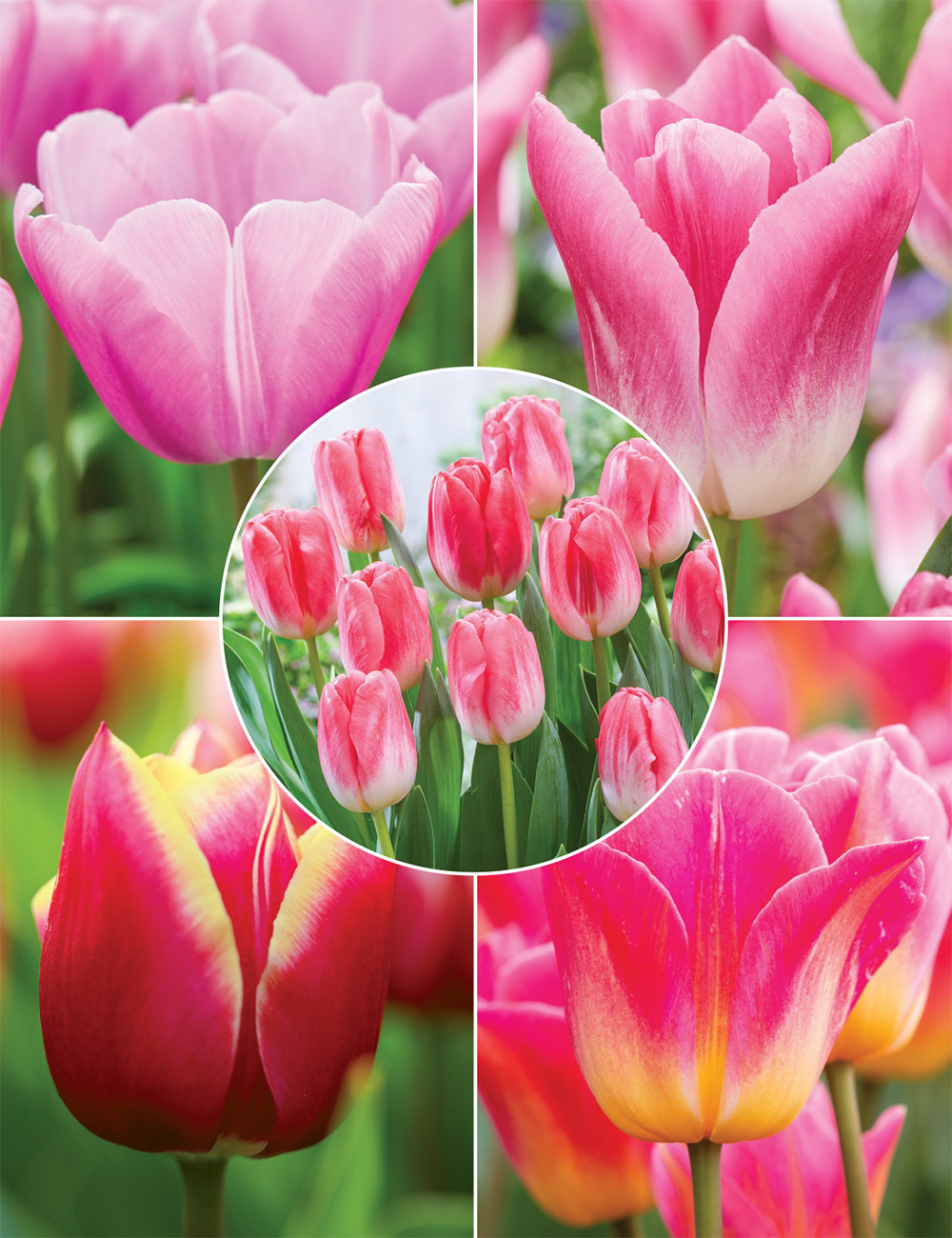 Our Top 9 Tulips Collection