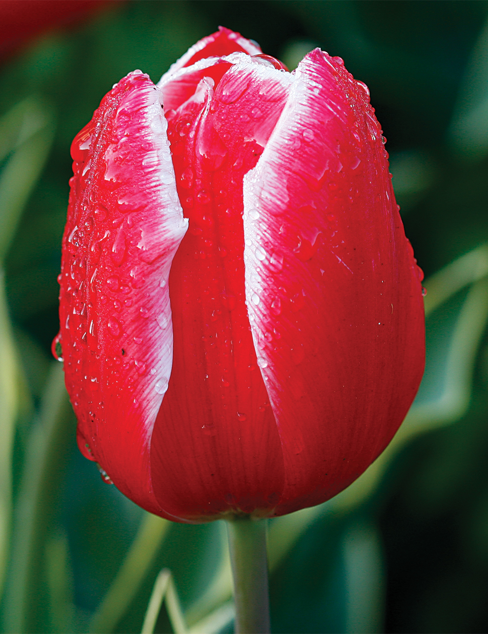 Tulip 'Charmeur'