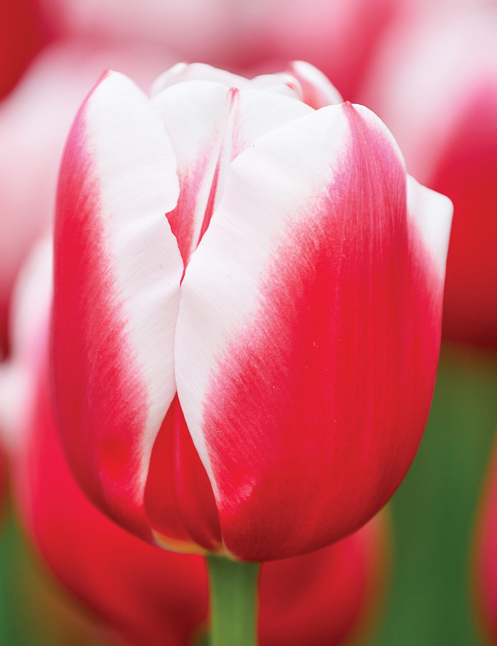 Tulip 'Dutch Design'