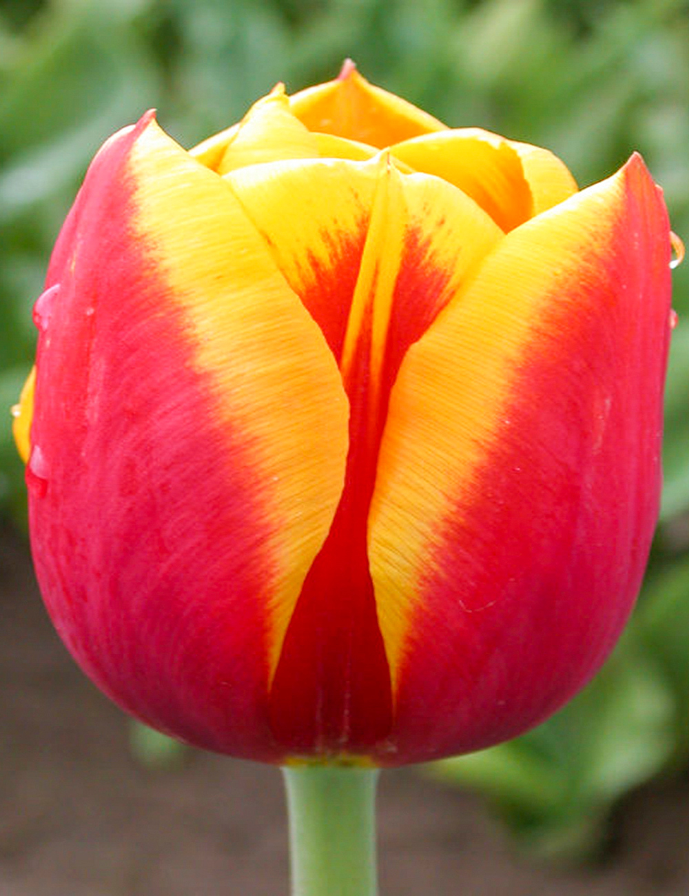 Tulip Denmark