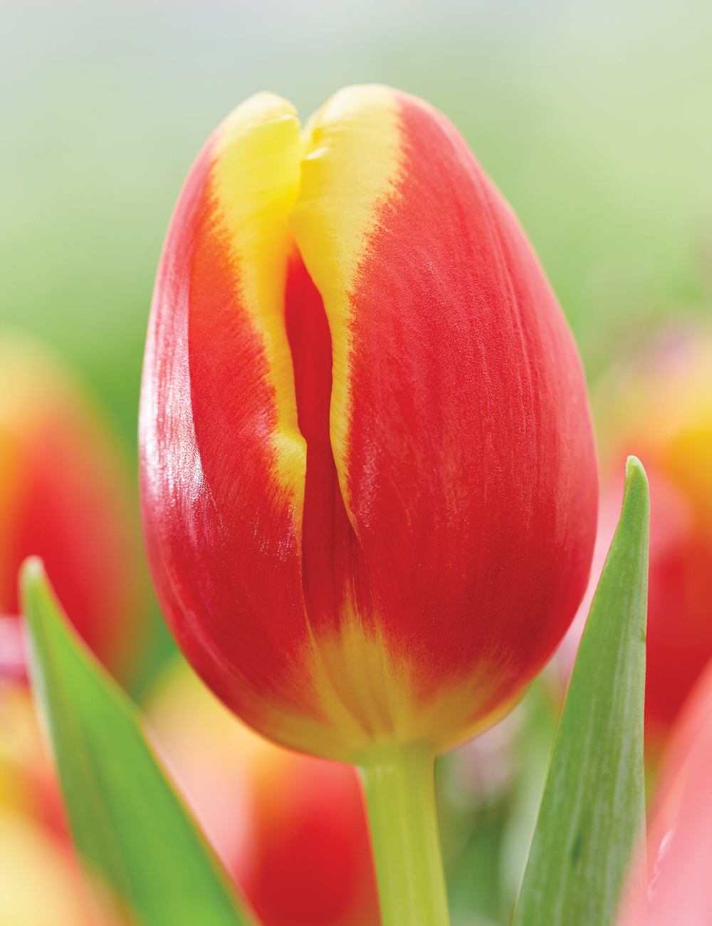 Tulip 'Denmark'