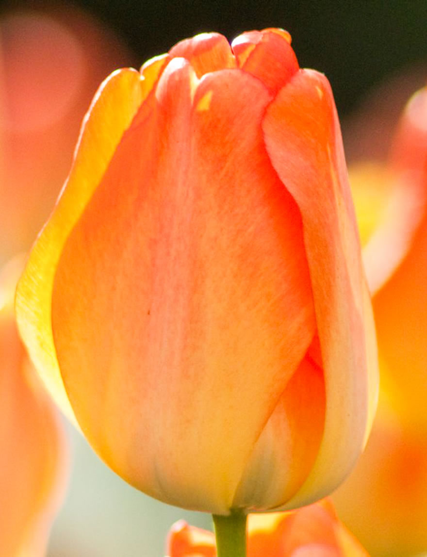 Garden Tulips Daydream