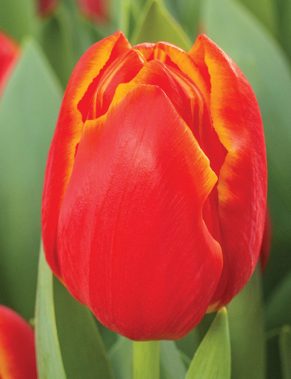 Tulip 'Esta Bonita'