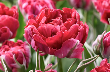 Tulip 'Eternal Flame'
