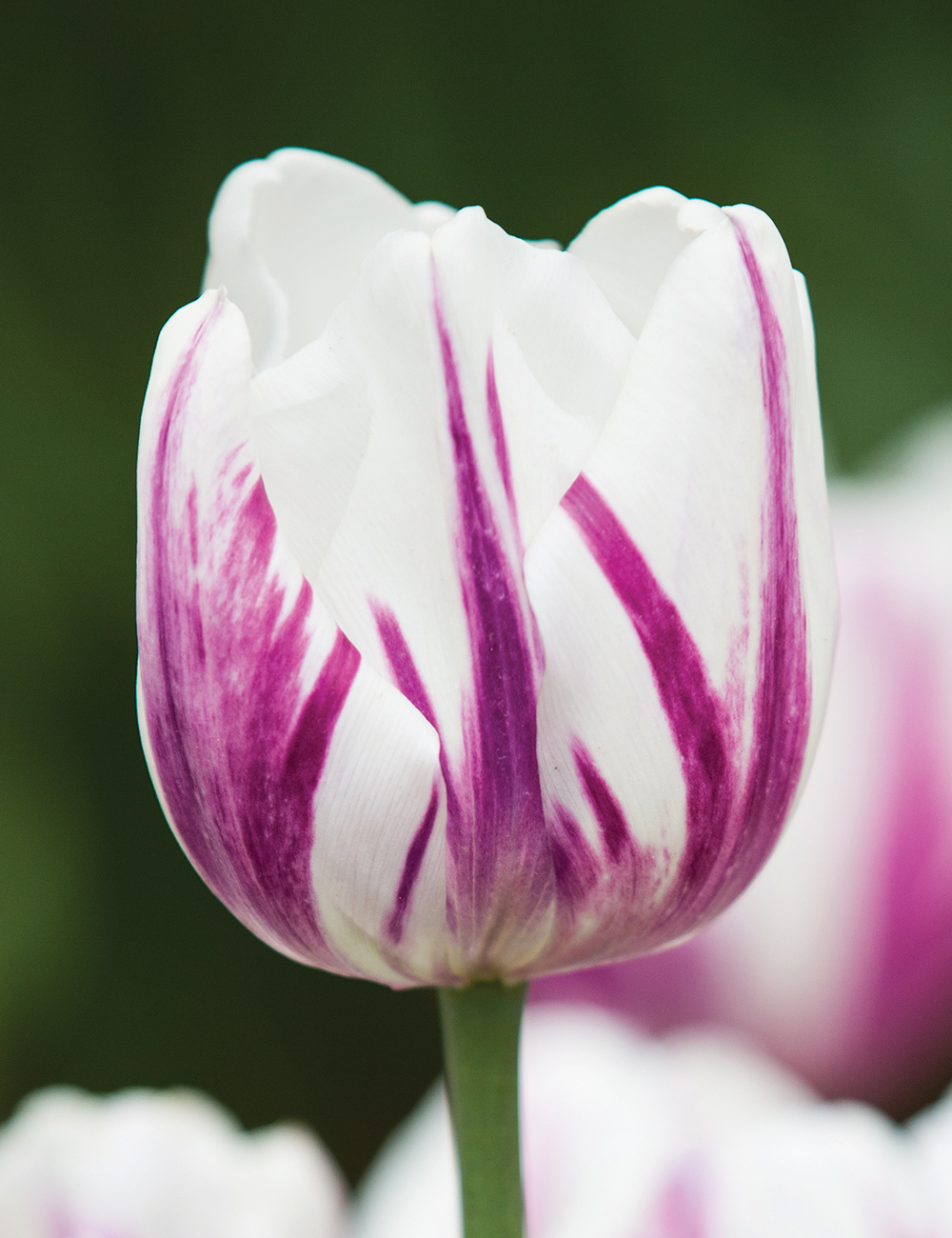 Tulip 'Flaming Flag'