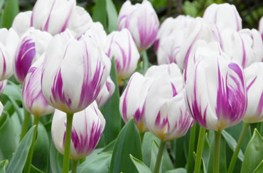 Tulip Flaming Flag