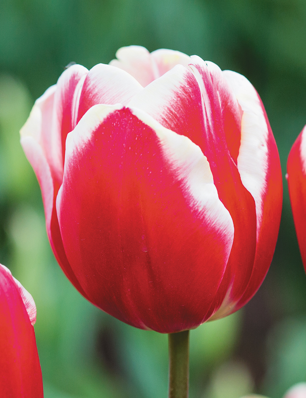 Tulip 'Furand'