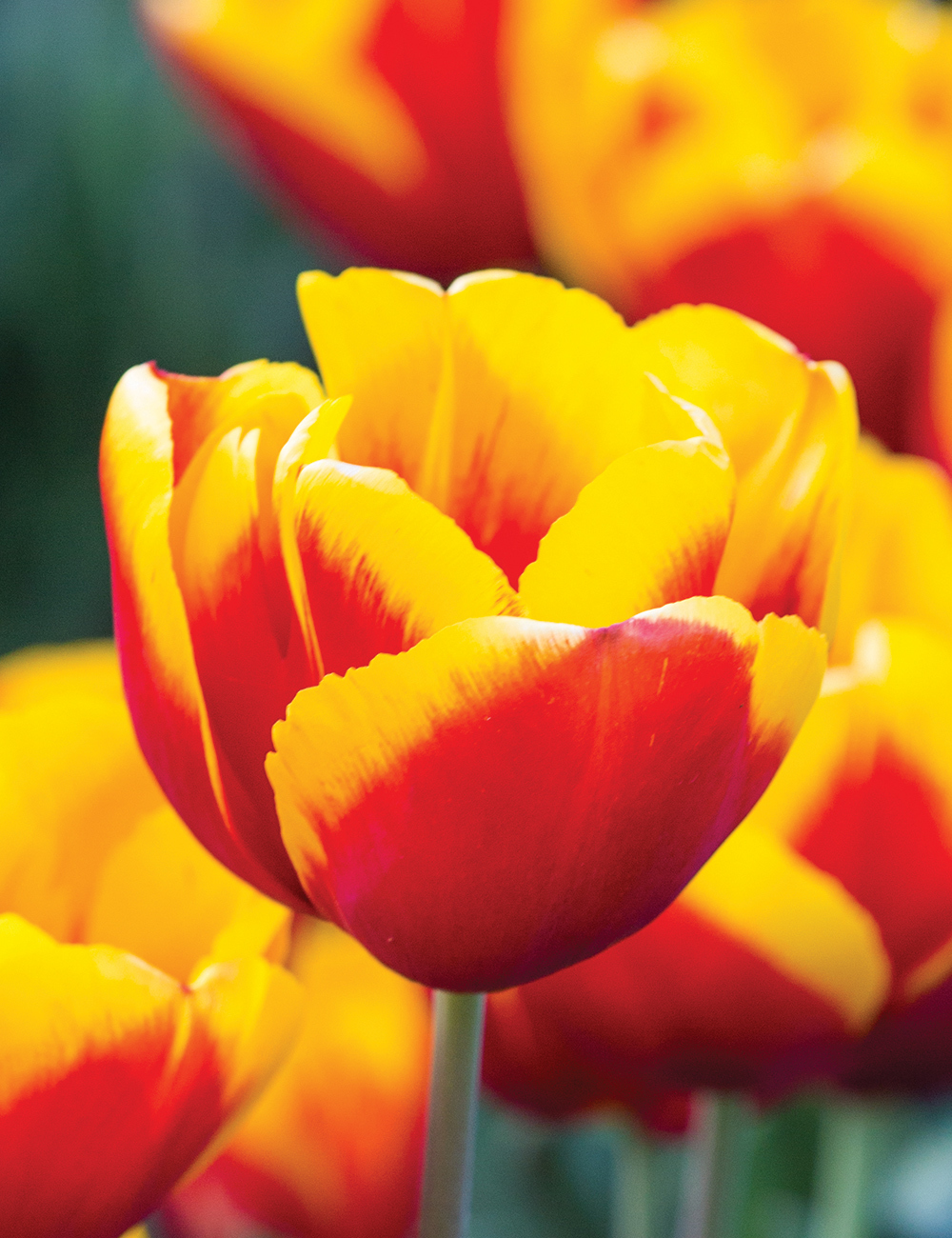 Tulip 'Gerrit van der Valk'