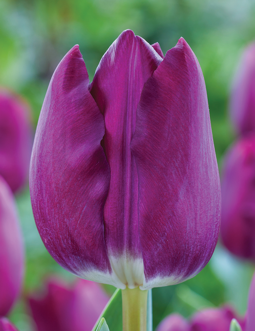 Tulip 'Heydar Aliyev'