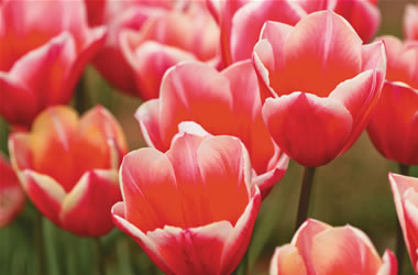 Tulip Hugs'n'Kisses