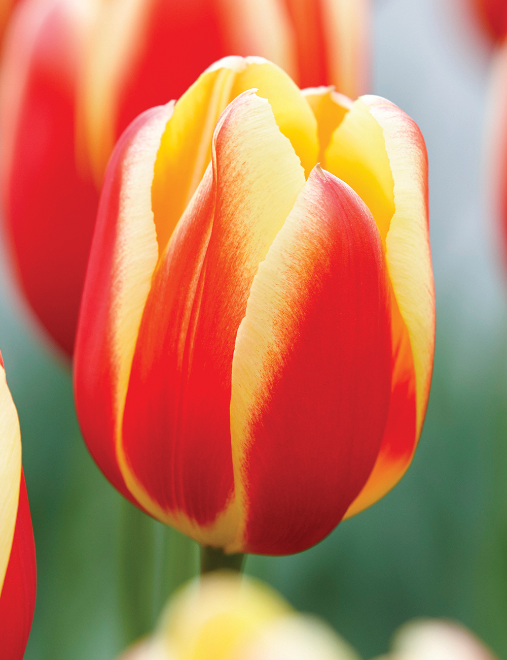 Tulip 'Hot Honey Rag'