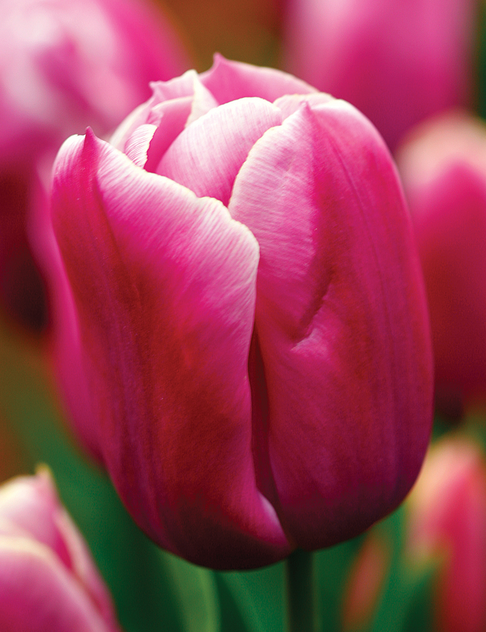 Tulip 'Holland Beauty'