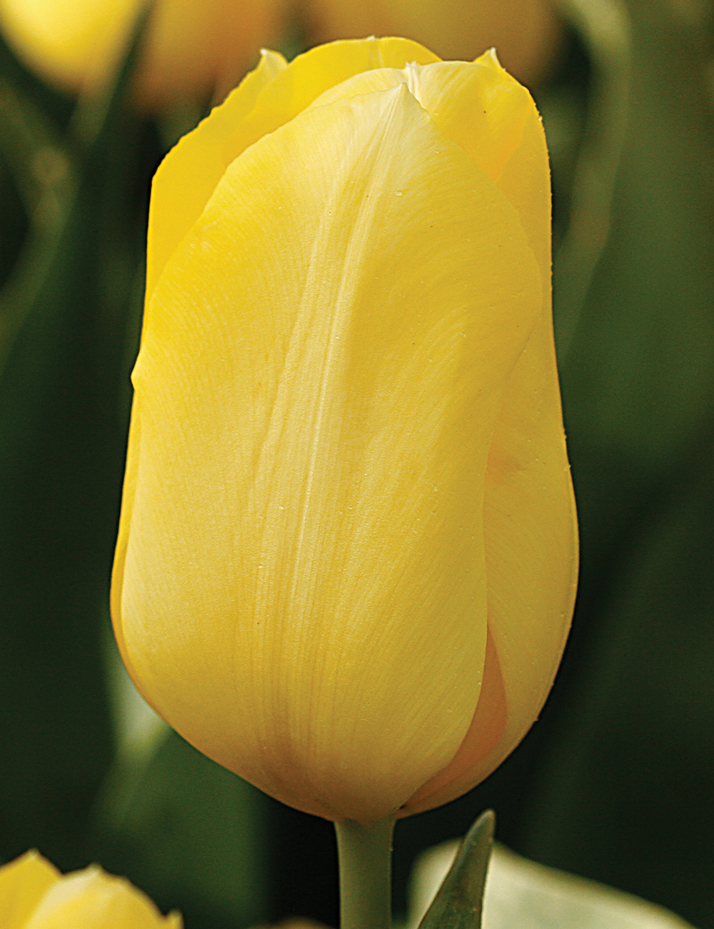 Tulip 'Jan van Nes'