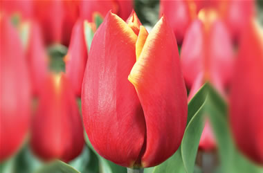 Tulips King's Cloak