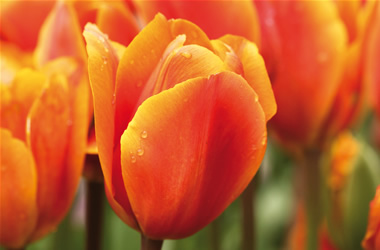 Tulip King's Orange