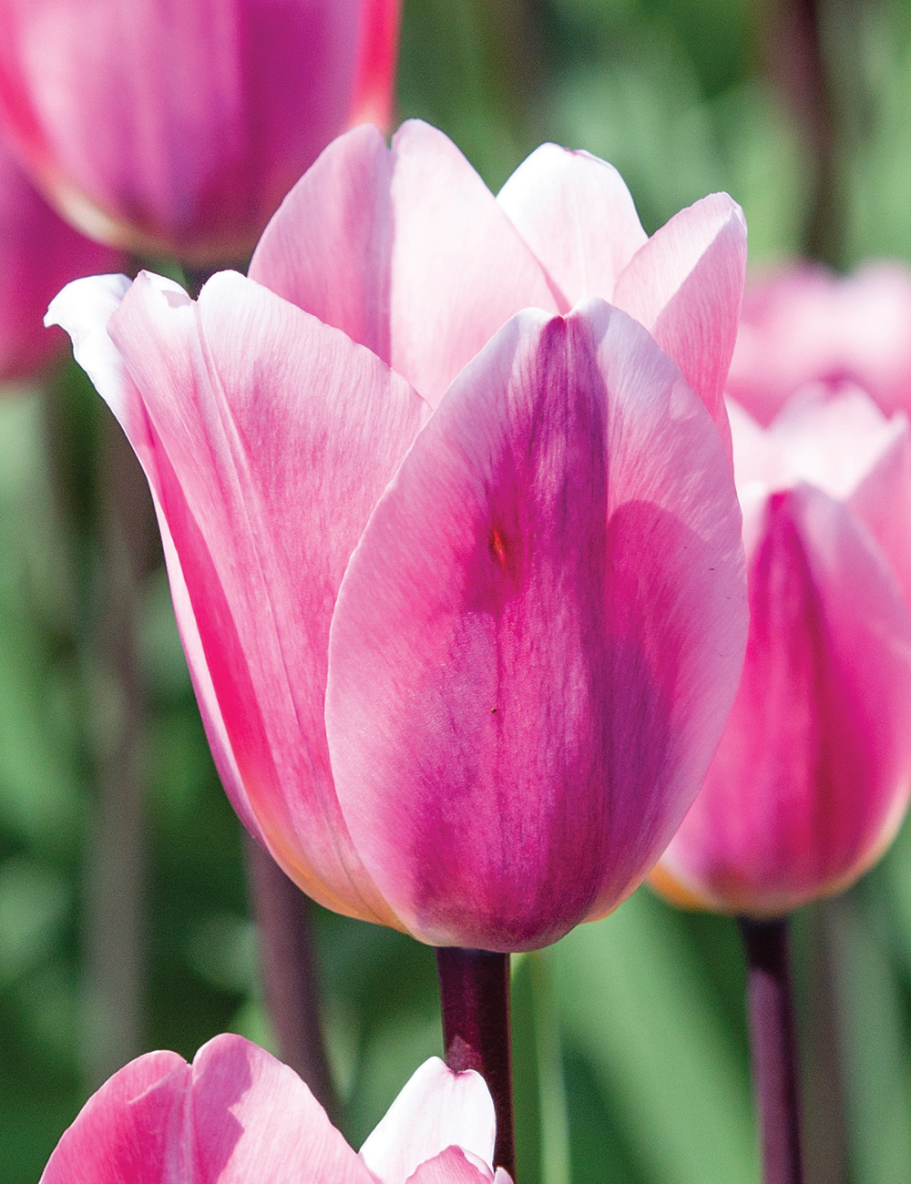 Tulip 'Light and Dreamy'