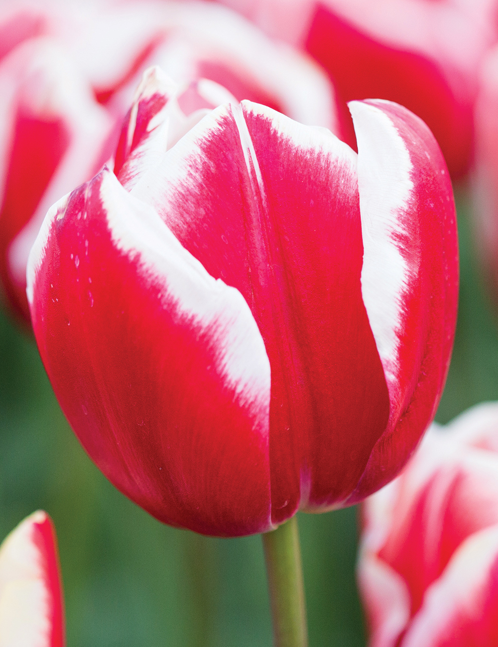 BULK BUY Tulip 'Leen van der Mark'