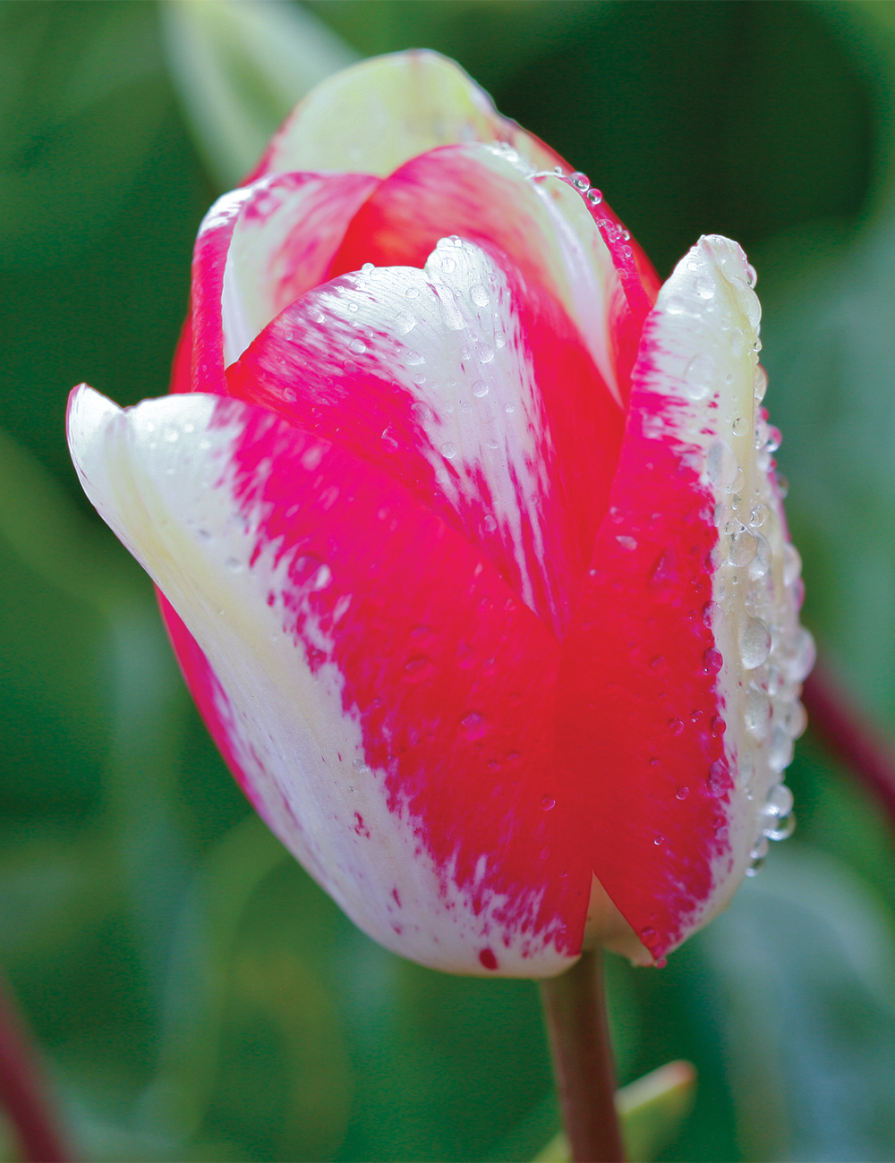 Tulip 'Mata Hari'