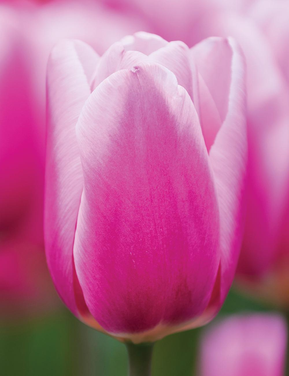 Tulip 'Milkshake'