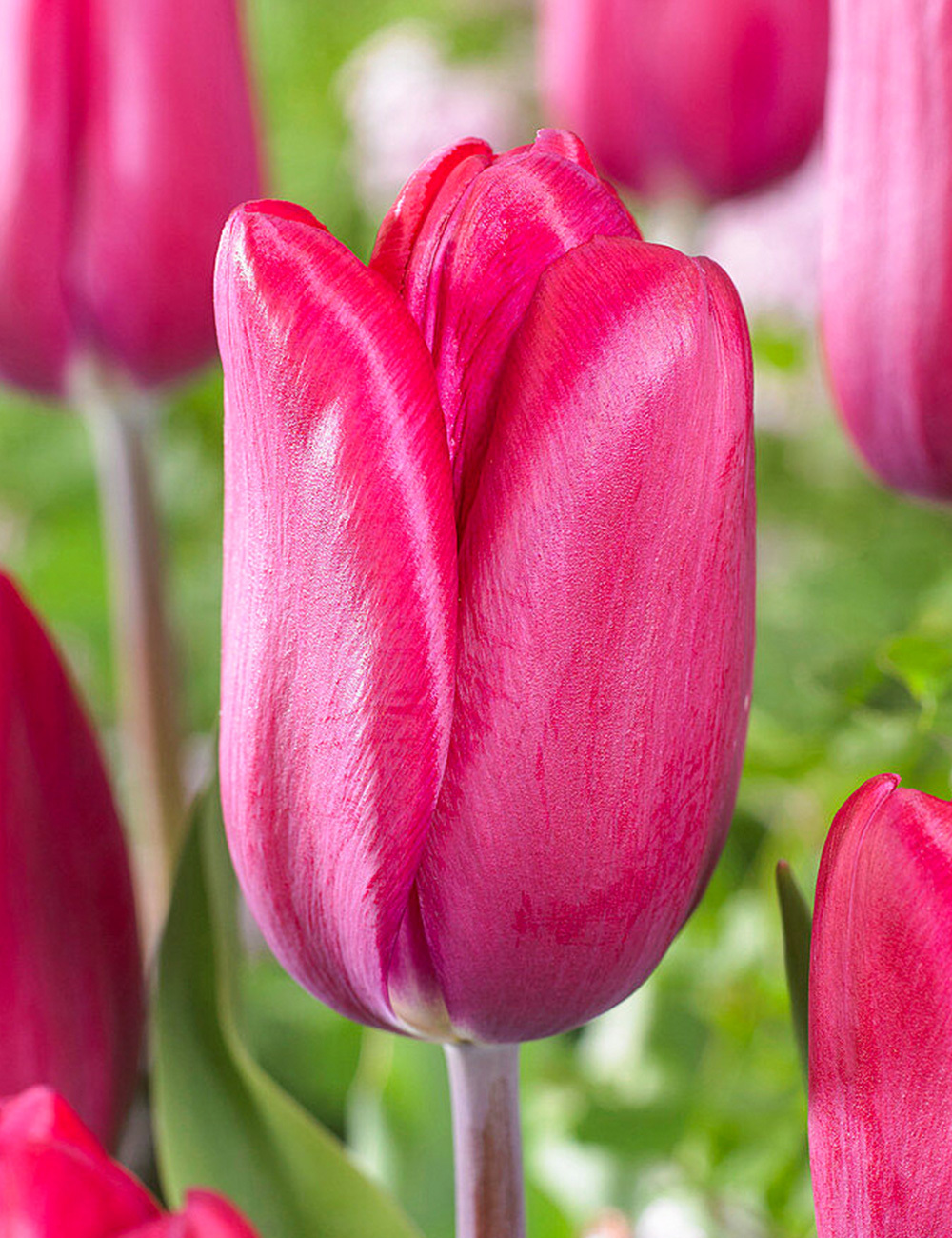 Tulip 'Puma'