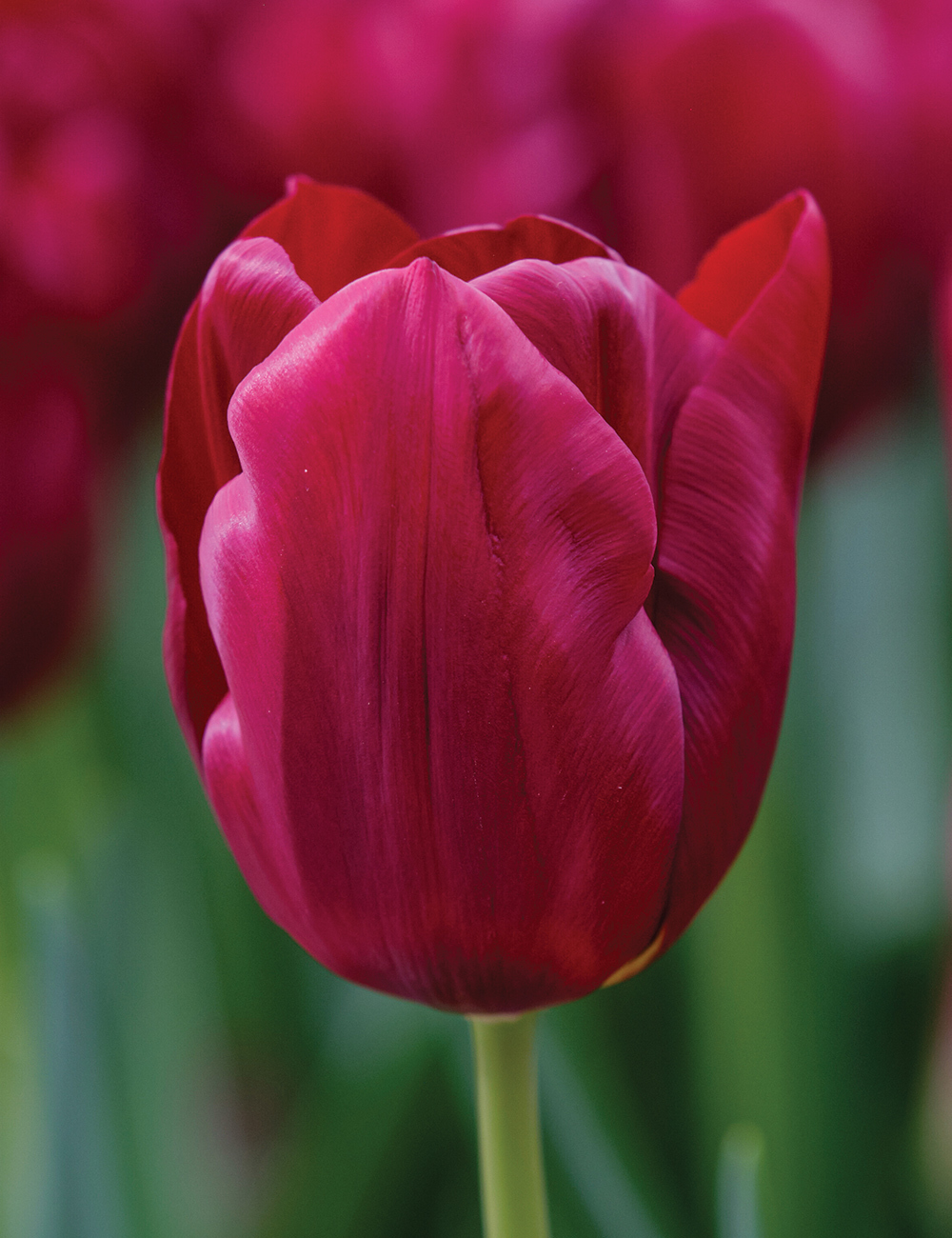 Tulip 'Mascara'