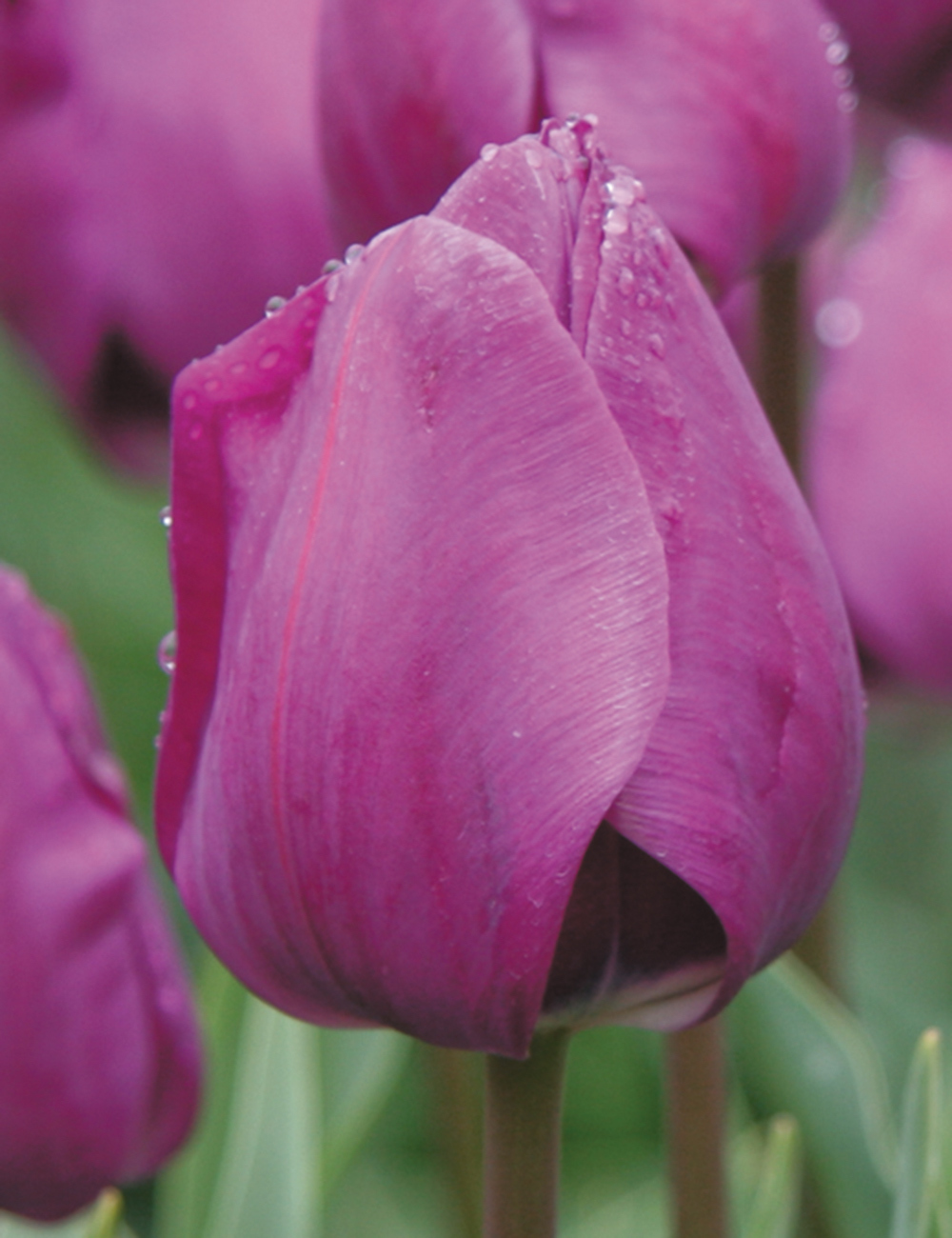 Tulip 'Negrita'