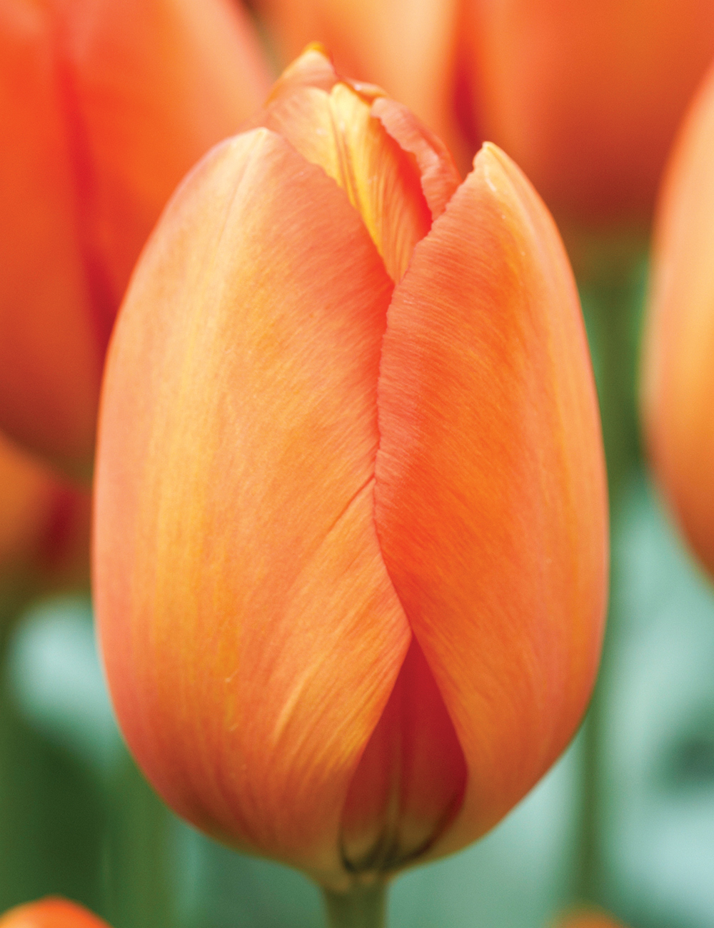 Tulip 'Orange Balloon'