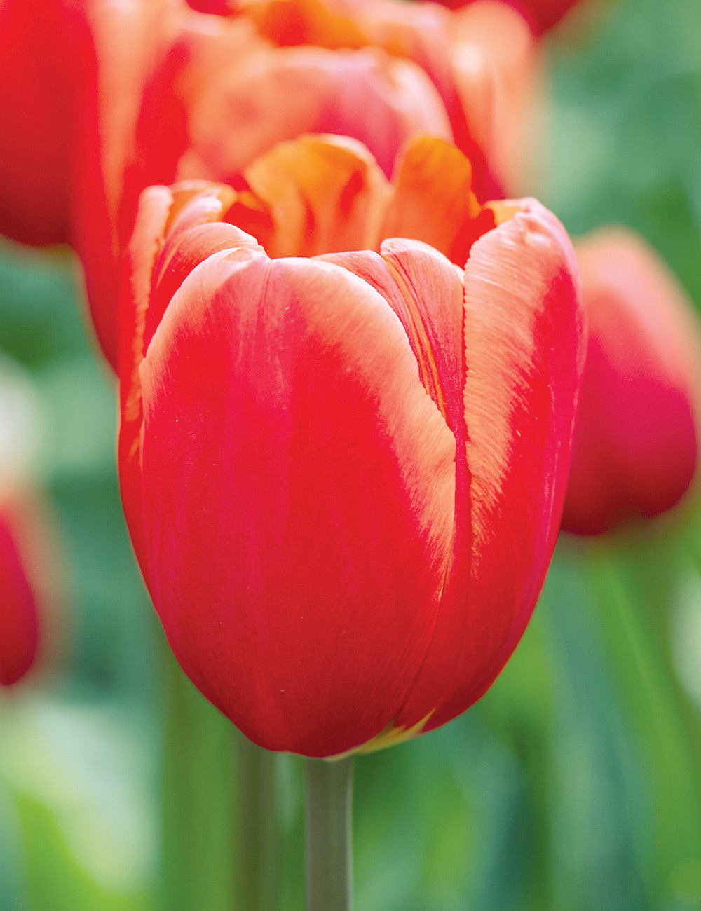 Tulip 'Orange Babies'